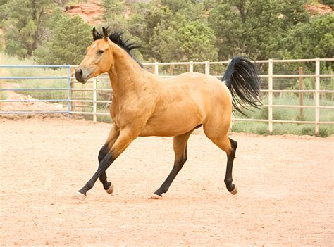 Buckskin QH x .